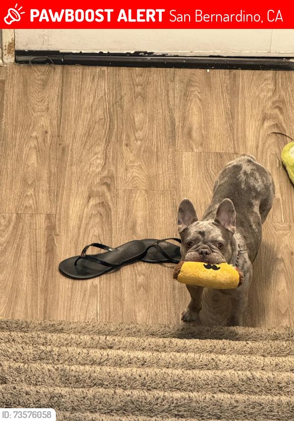 Lost Female Dog last seen Waterman, San Bernardino, CA 92410