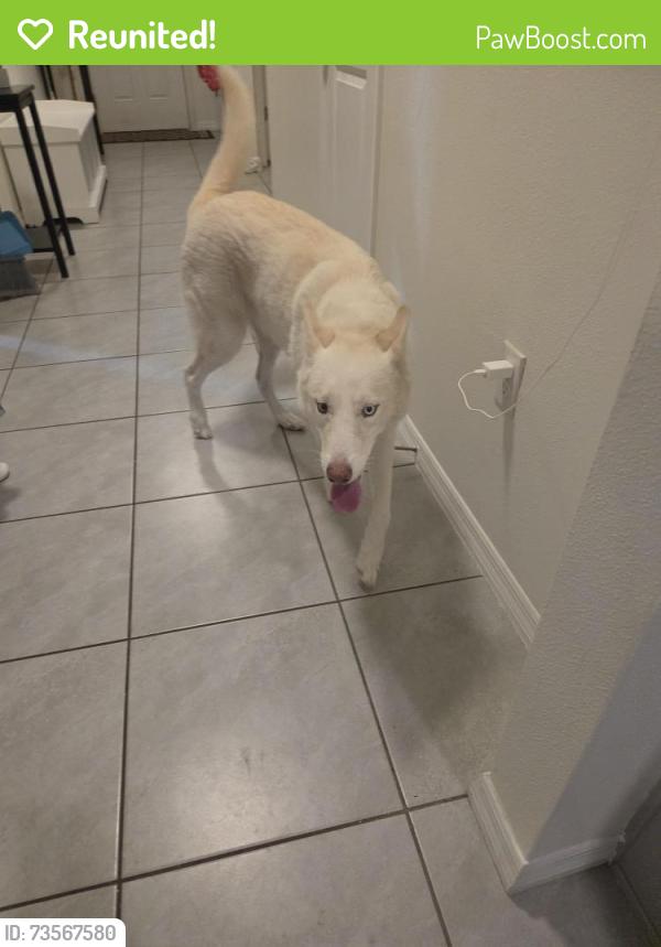 Reunited Male Dog last seen Lake diamond north community, Silver Springs Shores, FL 34472