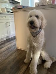 Lost Male Dog last seen Maclay ave and Lucas st, San Fernando, CA 91340