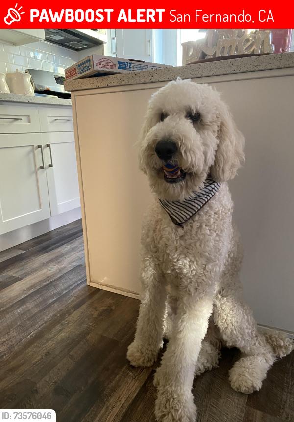 Lost Male Dog last seen Maclay ave and Lucas st, San Fernando, CA 91340