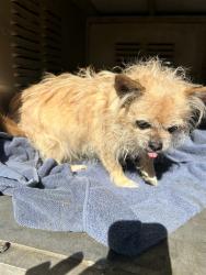 Shelter Stray Male Dog last seen Near BLOCK CARROLL ROAD, 4950 SW Triana Blvd, Huntsville, AL 35805, USA