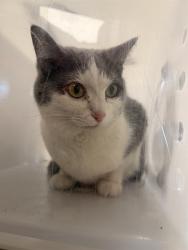 Shelter Stray Female Cat last seen PO BOX 195 AUBERRY, Visalia, CA 93292, USA