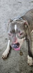 Found/Stray Unknown Dog last seen Lakewood/MLK area, Brandon, FL 33510