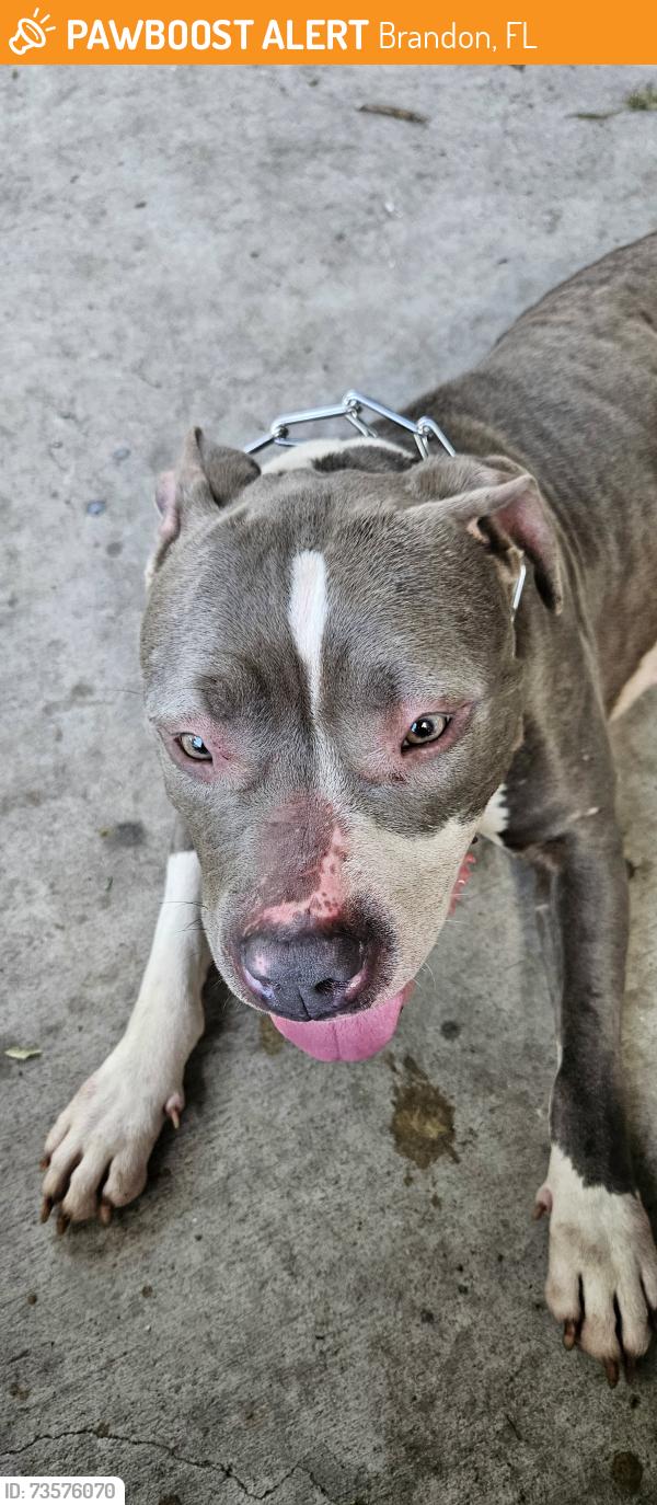 Found/Stray Unknown Dog last seen Lakewood/MLK area, Brandon, FL 33510