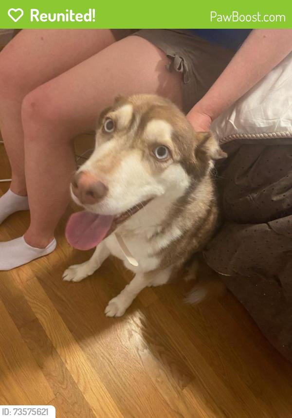 Reunited Female Dog last seen Vantage and Rock Creek, Alexandria, VA 22306