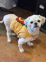 Shelter Stray Male Dog last seen Near BLOCK W BROADWAY, 3528 Newburg Rd, Louisville, KY 40218, USA