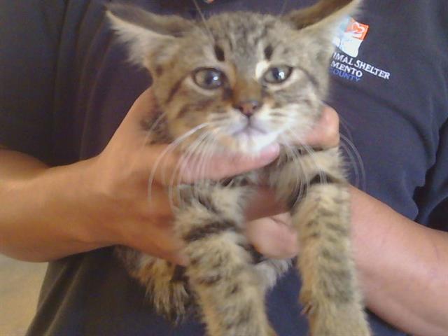 Shelter Stray Male Cat last seen MISSION AVE/COTTTAGE WAY, 95864, 3839 Bradshaw Rd, Sacramento, CA 95827, USA