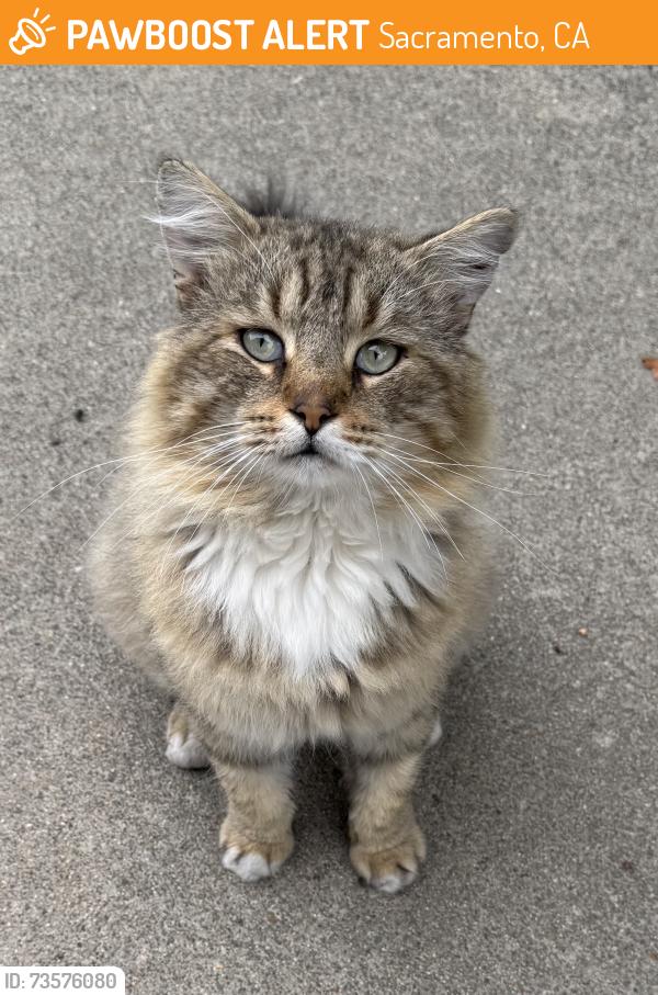 Found/Stray Unknown Cat last seen Summerwind Way, Sacramento, CA 95831