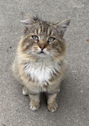 Found/Stray Unknown Cat last seen Summerwind Way, Sacramento, CA 95831