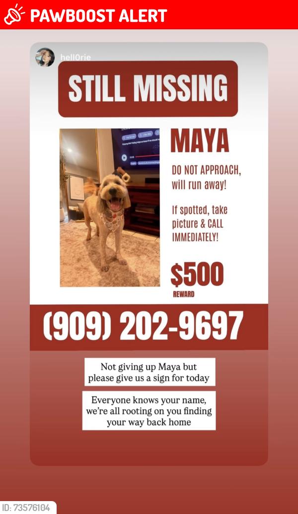 Lost Female Dog last seen Arrow And chery, San Bernardino County, CA 92335