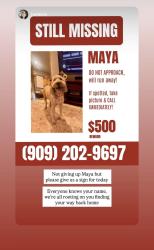 Lost Female Dog last seen Arrow And chery, San Bernardino County, CA 92335