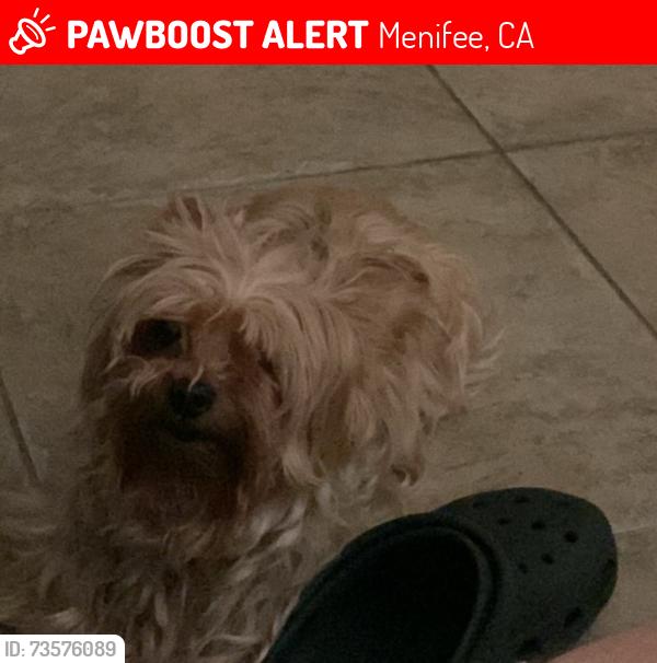 Lost Female Dog last seen Butterwood Dr, Menifee, CA 92584