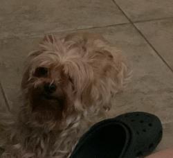 Lost Female Dog last seen Butterwood Dr, Menifee, CA 92584