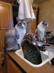 Lost Male Cat last seen Brazos Bend State Park Rd. 72 & FM 762, Needville, Tx 77461, Needville, TX 77461
