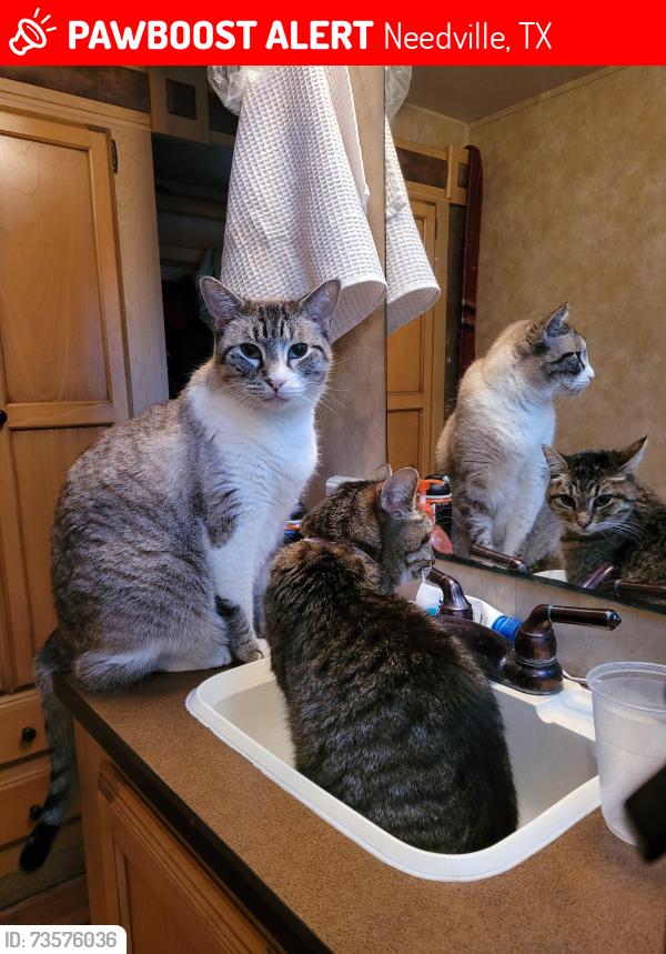 Lost Male Cat last seen Brazos Bend State Park Rd. 72 & FM 762, Needville, Tx 77461, Needville, TX 77461