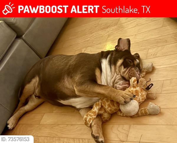 Lost Male Dog last seen Briar Lane and Ridgecrest, Southlake, TX 76092