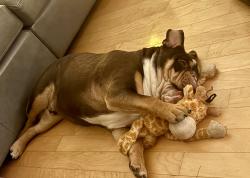 Lost Male Dog last seen Briar Lane and Ridgecrest, Southlake, TX 76092