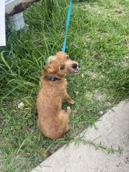 Lost Male Dog last seen Marquette Street, Maplewood, Sublett, QT on sublett and 360, Arlington, TX 76018