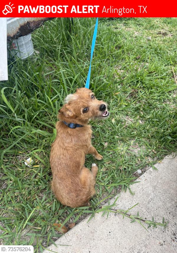 Lost Male Dog last seen Marquette Street, Maplewood, Sublett, QT on sublett and 360, Arlington, TX 76018