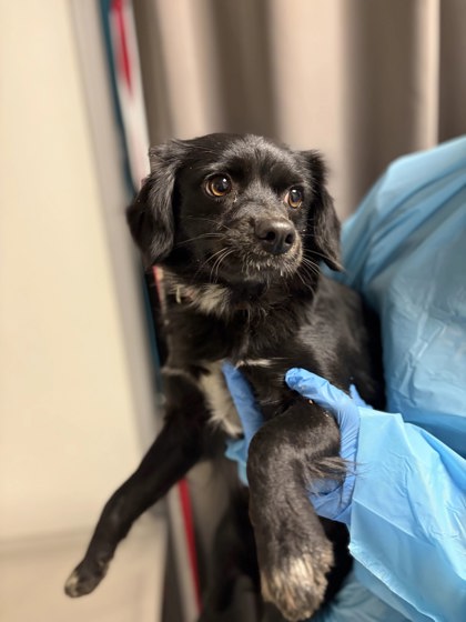 Shelter Stray Female Dog last seen Sand Creek Rd & Old Sand Creek Rd, Squaw (Yokuts) Valley Zone Fresno CO 4 93675, CA, 1510 W Dan Ronquillo Dr, Fresno, CA 93706, USA