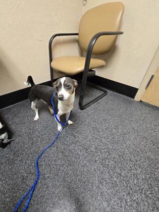 Shelter Stray Male Dog last seen Douglas Blvd & Sierra College Blvd, Roseville City, CA, 200 Tahoe Ave, Roseville, CA 95678, USA