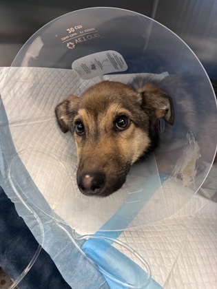 Shelter Stray Female Dog last seen Ambassador Dr, Rancho Cordova,, 6201 Florin Perkins Rd, Sacramento, CA 95828, USA