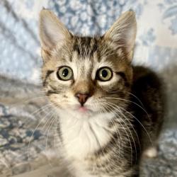 Shelter Stray Female Cat last seen Near 6TH PKWY, Sacramento County, CA, 6201 Florin Perkins Rd, Sacramento, CA 95828, USA
