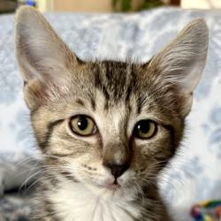 Shelter Stray Male Cat last seen Near 6TH PKWY, Sacramento County, CA, 6201 Florin Perkins Rd, Sacramento, CA 95828, USA