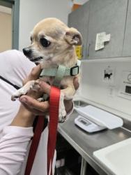 Shelter Stray Female Dog last seen Near Santa Ray Ave, Oakland, CA, 1101 29th Ave, Oakland, CA 94601, USA
