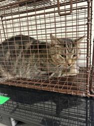 Shelter Stray Male Cat last seen Near Peachwood Rd, City of Knoxville ASO, TN, 3201 Division St, Knoxville, TN 37919, USA