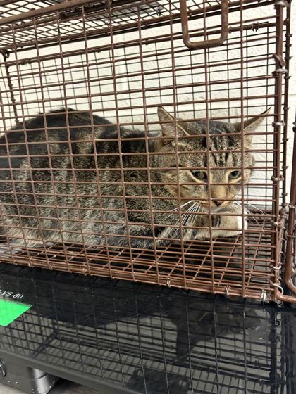 Shelter Stray Male Cat last seen Near Peachwood Rd, City of Knoxville ASO, TN, 3201 Division St, Knoxville, TN 37919, USA