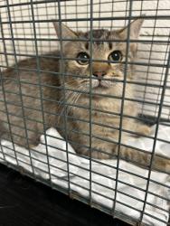 Shelter Stray Unknown Cat last seen Near Carter Mill Dr, Knox County ASO, TN, 3201 Division St, Knoxville, TN 37919, USA