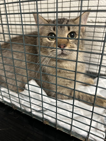 Shelter Stray Unknown Cat last seen Near Carter Mill Dr, Knox County ASO, TN, 3201 Division St, Knoxville, TN 37919, USA