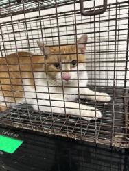 Shelter Stray Unknown Cat last seen Avondale Ave, City of Knoxville ASO, TN, 3201 Division St, Knoxville, TN 37919, USA