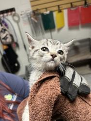 Shelter Stray Unknown Cat last seen Near Cooper Rd, Knox County ASO, TN, 3201 Division St, Knoxville, TN 37919, USA