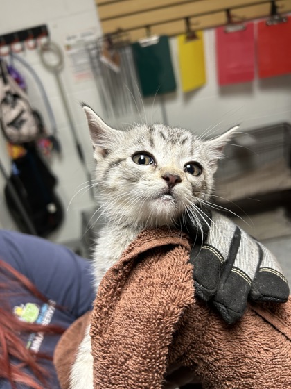 Shelter Stray Unknown Cat last seen Near Cooper Rd, Knox County ASO, TN, 3201 Division St, Knoxville, TN 37919, USA