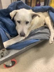 Shelter Stray Male Dog last seen , , TX, 355 Hillshire Dr, Haslet, TX 76052, USA