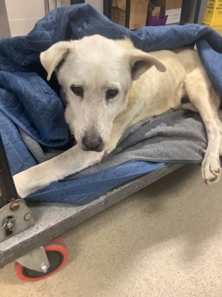 Shelter Stray Male Dog last seen , , TX, 355 Hillshire Dr, Haslet, TX 76052, USA