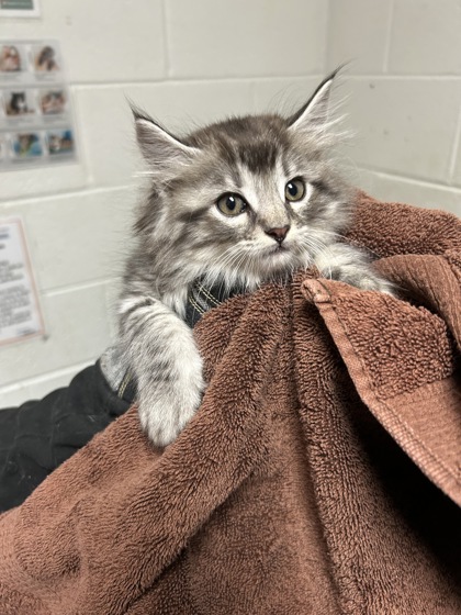 Shelter Stray Unknown Cat last seen Near Cooper Rd, Knox County ASO, TN, 3201 Division St, Knoxville, TN 37919, USA