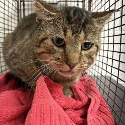Shelter Stray Unknown Cat last seen Near otis way, Knox County GP, TN, 3201 Division St, Knoxville, TN 37919, USA