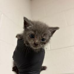 Shelter Stray Female Cat last seen Near cumberland ave, City of Knoxville GP, TN, 3201 Division St, Knoxville, TN 37919, USA