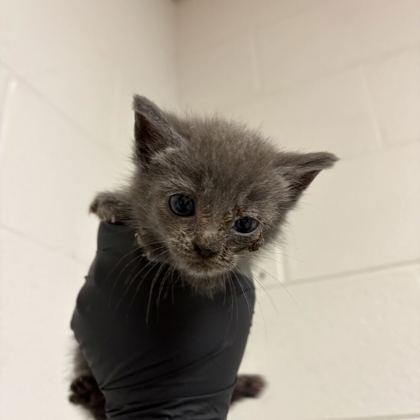 Shelter Stray Female Cat last seen Near cumberland ave, City of Knoxville GP, TN, 3201 Division St, Knoxville, TN 37919, USA
