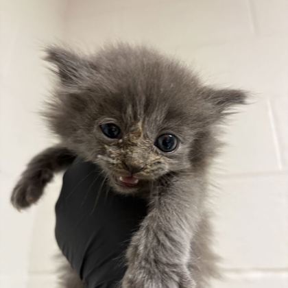 Shelter Stray Female Cat last seen Near cumberland ave, City of Knoxville GP, TN, 3201 Division St, Knoxville, TN 37919, USA
