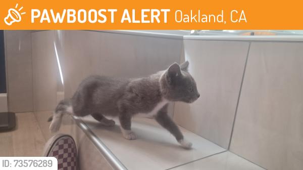 Found/Stray Female Cat last seen Near Masterson Street, Oakland, CA 94619