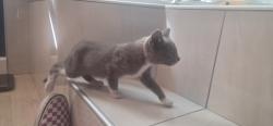 Found/Stray Female Cat last seen Near Masterson Street, Oakland, CA 94619