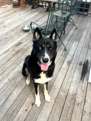 Found/Stray Male Dog last seen Nebraska and Sonoma, Vallejo, CA 94590