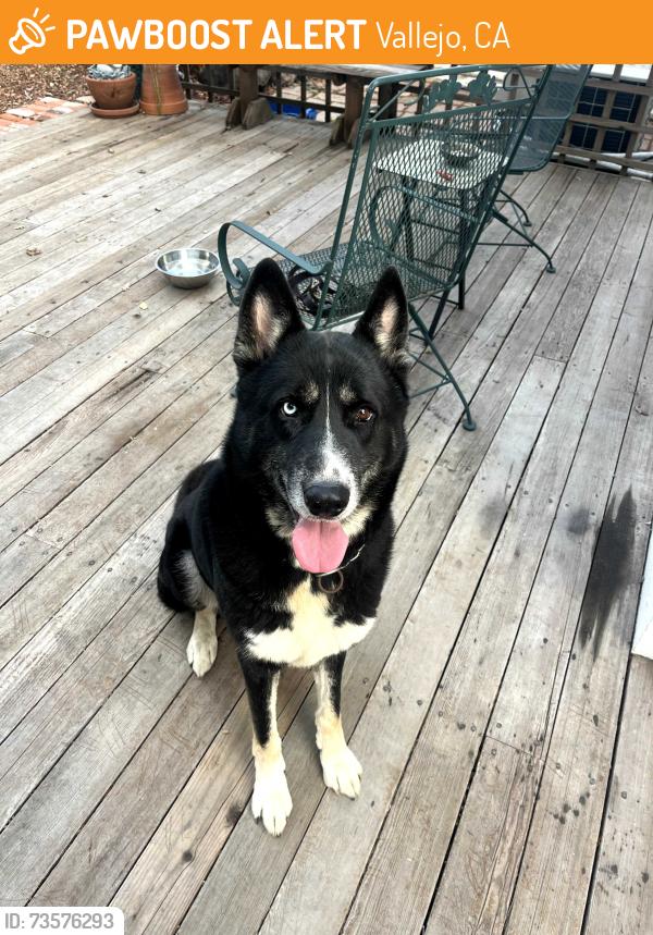 Found/Stray Male Dog last seen Nebraska and Sonoma, Vallejo, CA 94590