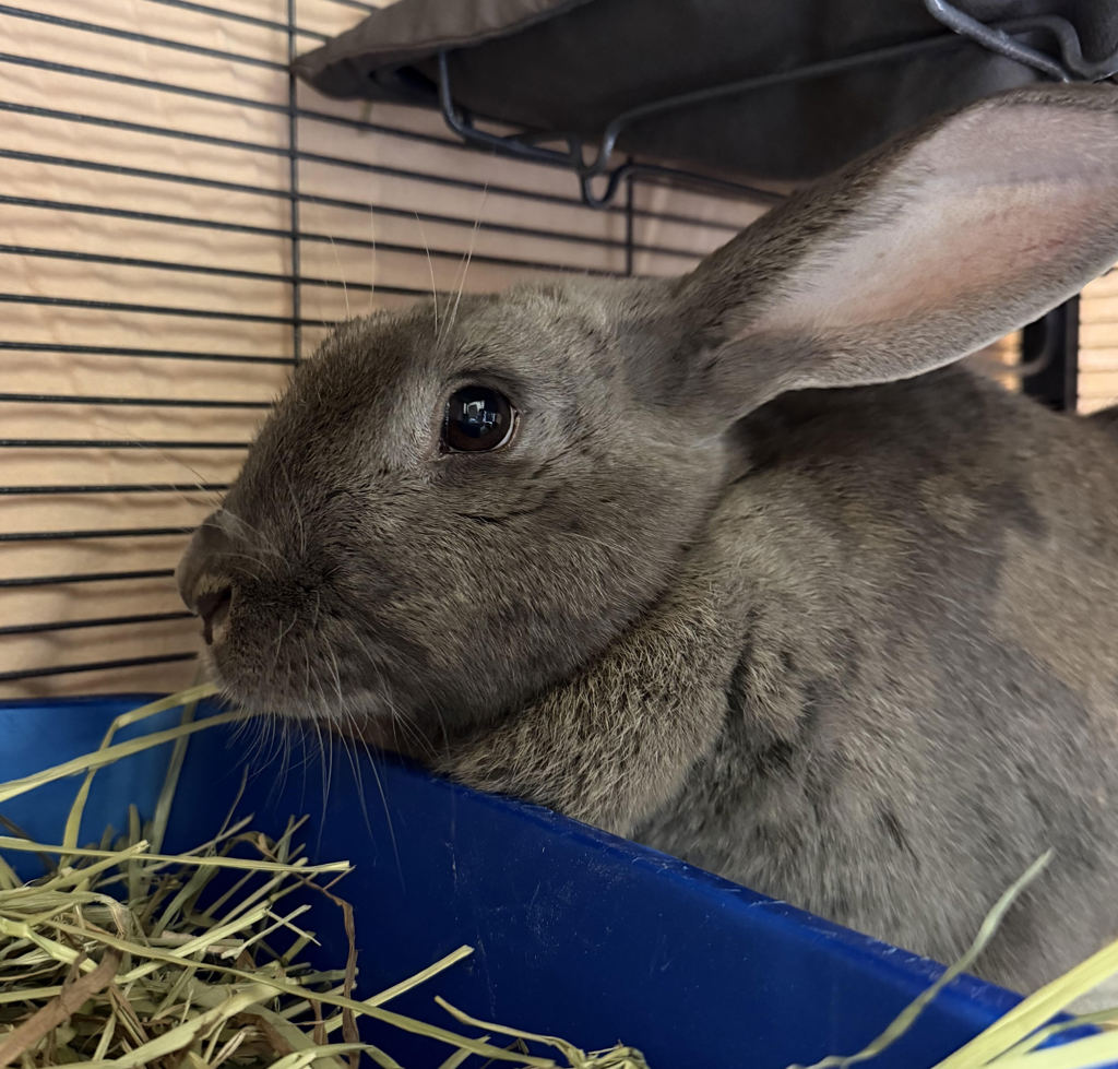 Shelter Stray Female Rabbit last seen SE Tolman St / SE 74th Ave, PORTLAND, OR, 97206, 1700 W Historic Columbia River Hwy, Troutdale, OR 97060, USA
