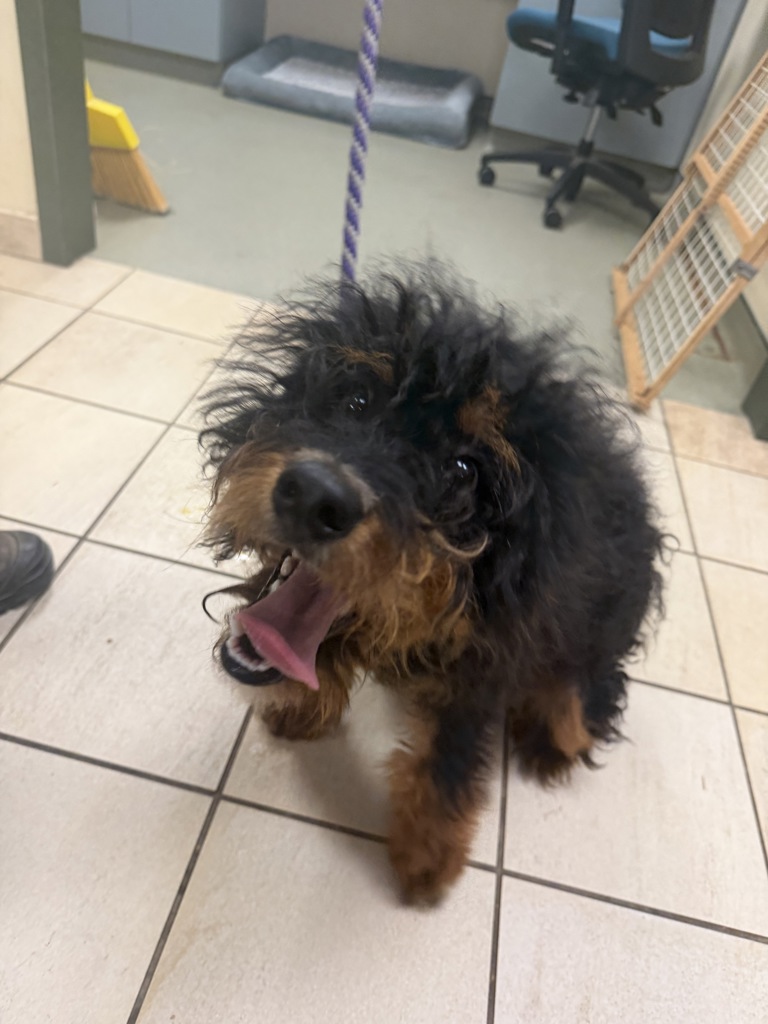 Shelter Stray Unknown Dog last seen Near play ct, VIRGINIA BEACH, VA, 23462, 341 S Birdneck Rd, Virginia Beach, VA 23451, USA