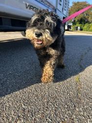 Shelter Stray Male Dog last seen Near Christa Court, VIRGINIA BEACH, VA, 23462, 341 S Birdneck Rd, Virginia Beach, VA 23451, USA